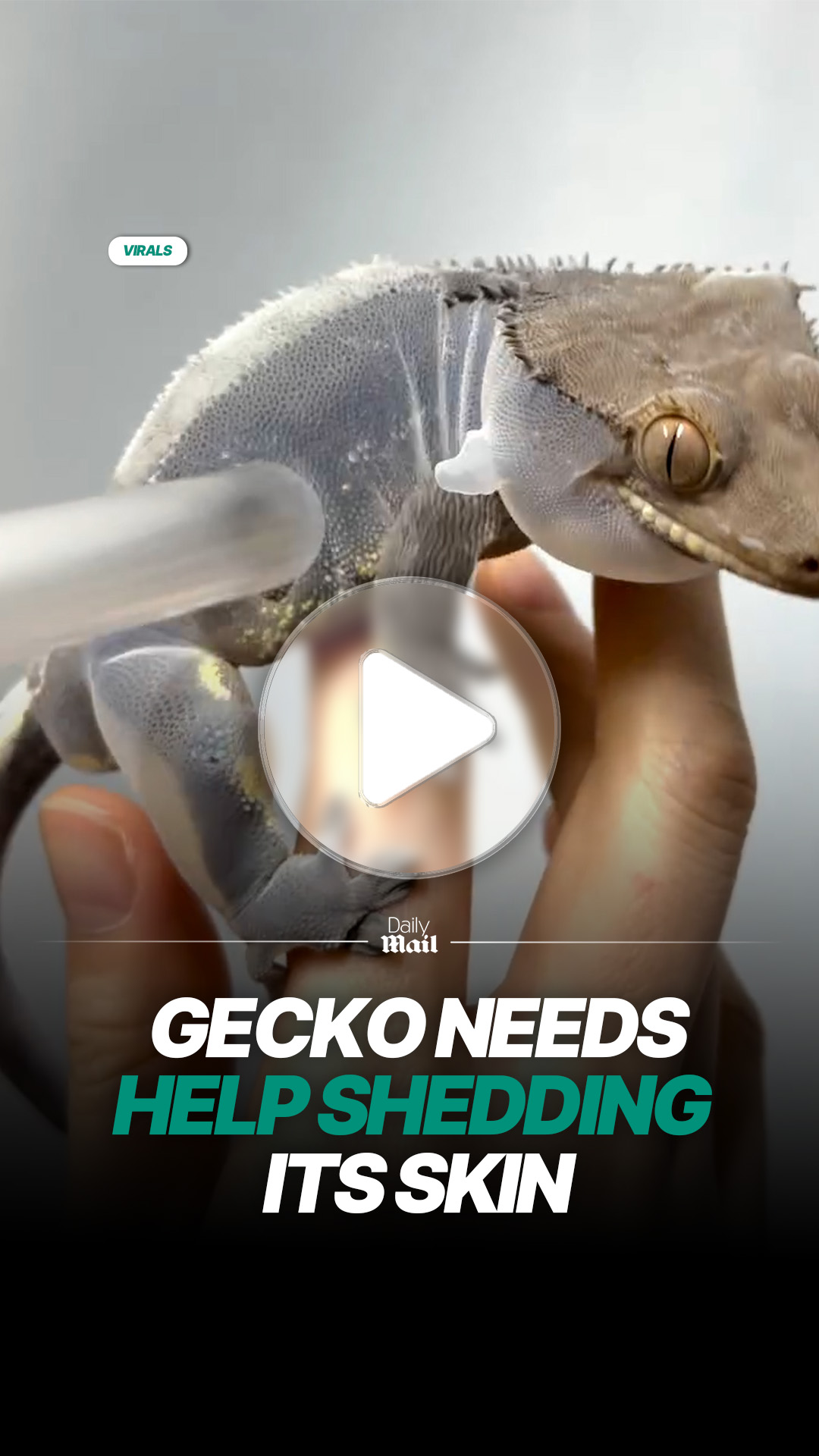 Gecko gets a little help shedding its skin