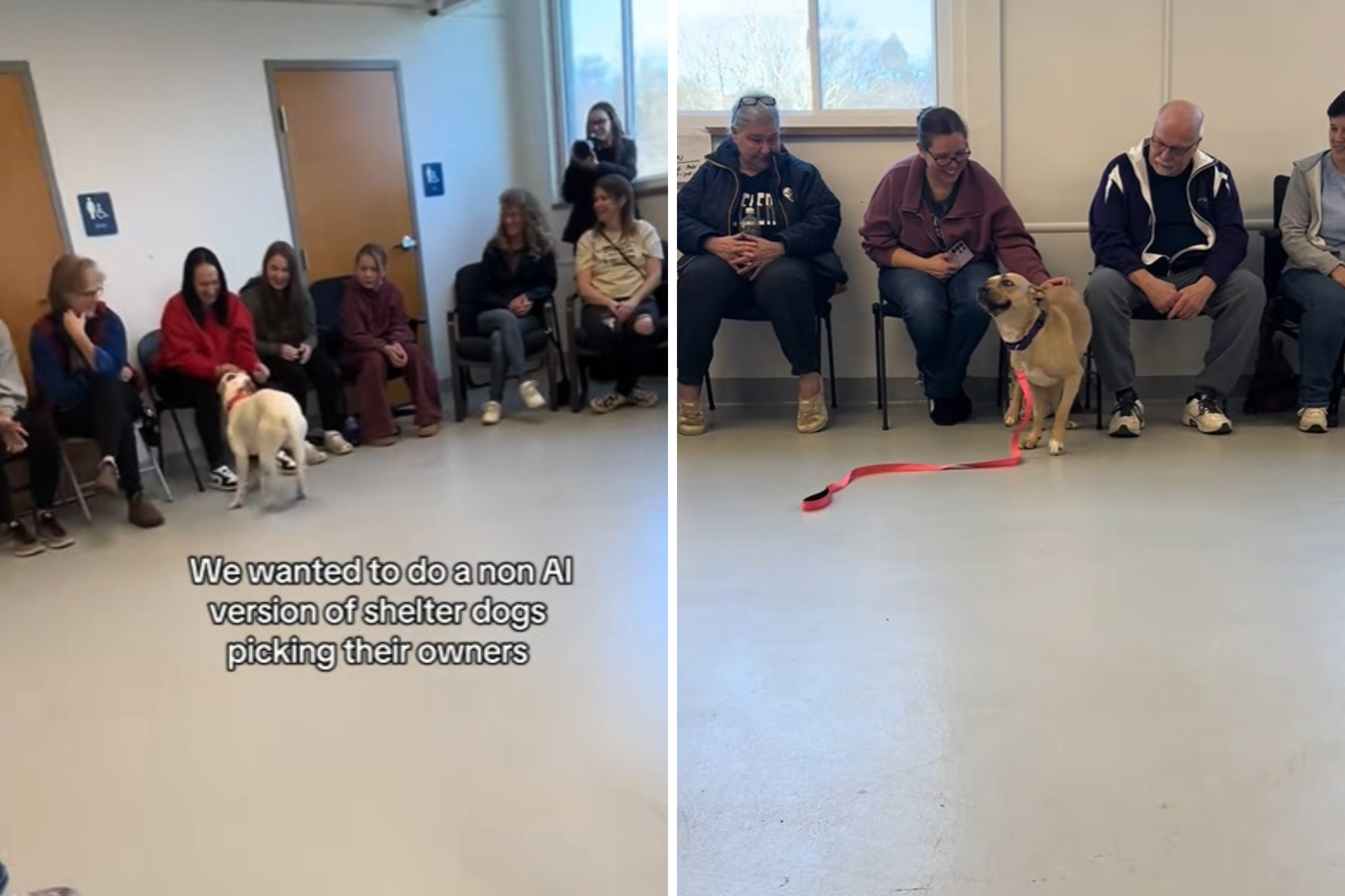 Shelter dogs get chance to pick their new owners, tears at what’s captured<br><br>