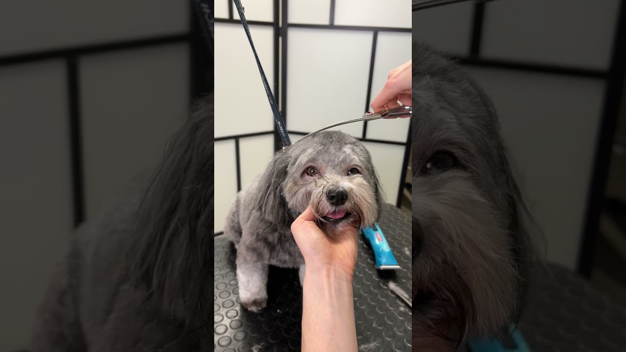Picture Idea: Fluffy Dog Makeover Step By Step Grooming Transformation