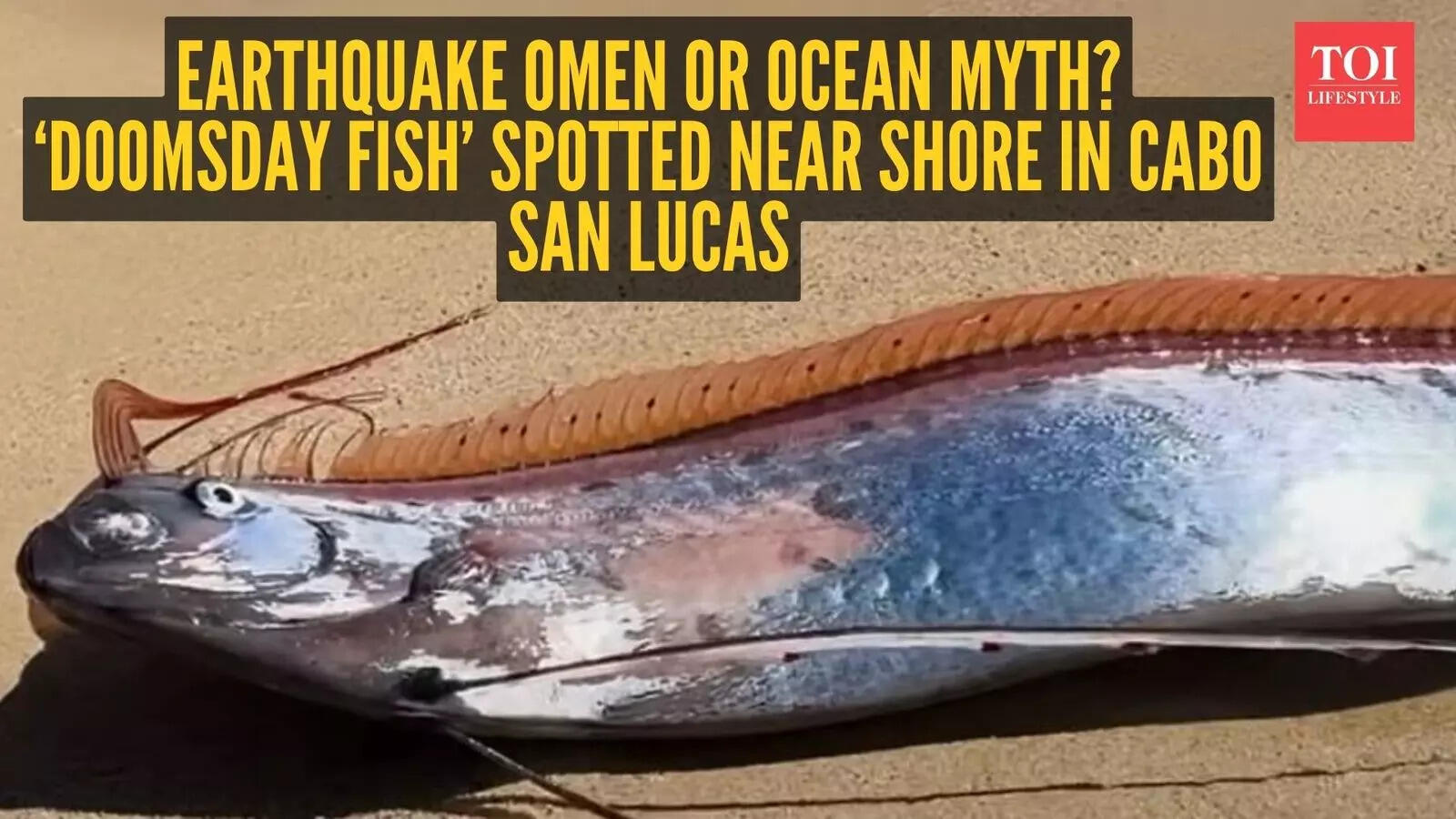 Video: Earthquake omen or ocean myth? ‘Doomsday fish’ spotted near ...