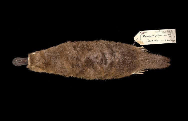 Inside Charles Darwin’s 200-year-old specimens that he used to build ...