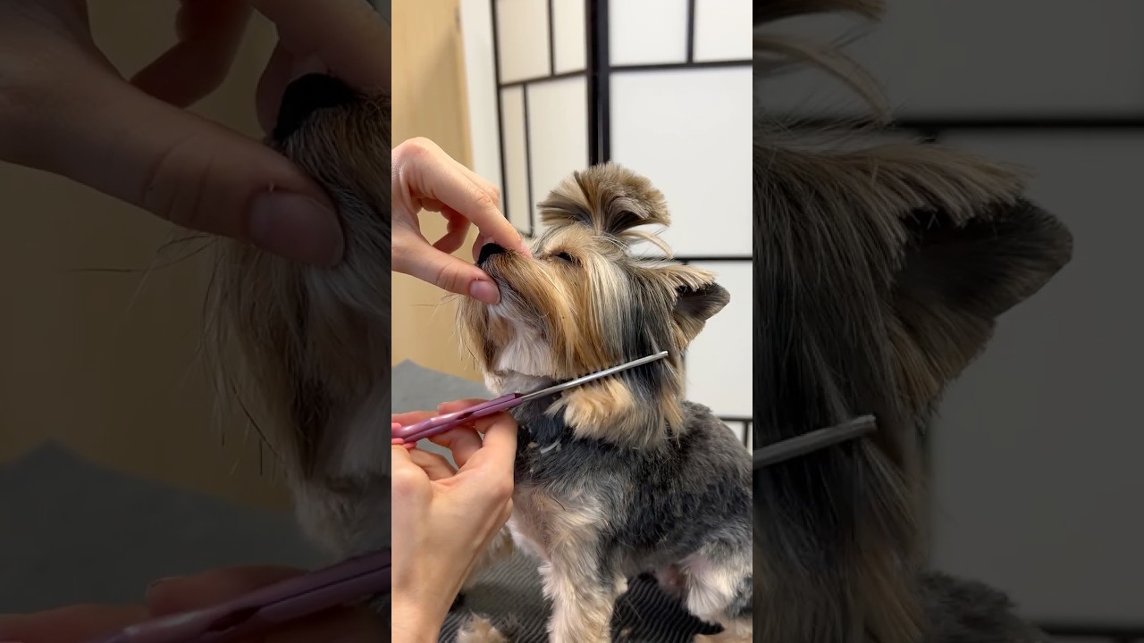 Yorkie grooming transformation: Step-by-step facial, ear & topknot styling!