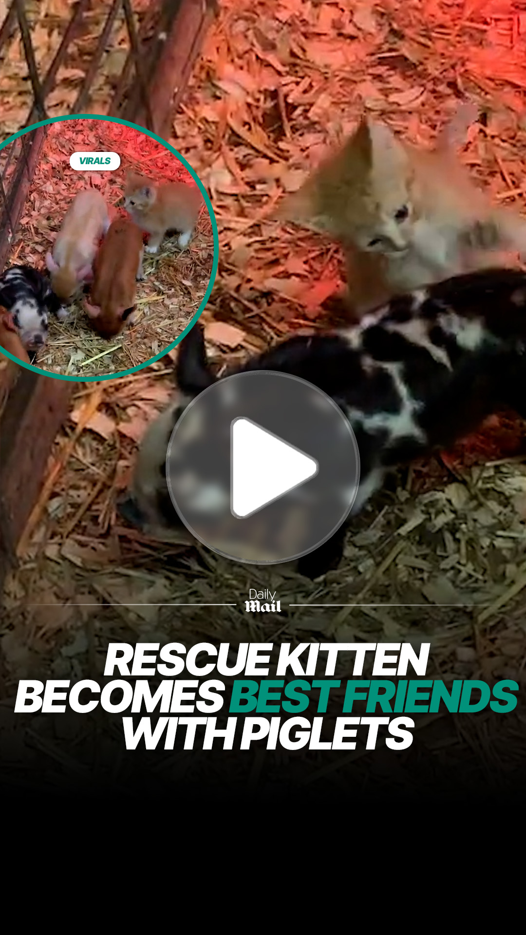 Rescue kitten bonds with a group of piglets at sanctuary