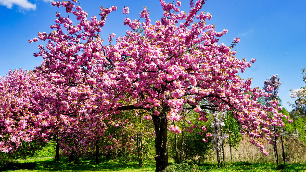 Cerisier du Japon en fleurs : illuminez votre jardin avec ces variétés ...