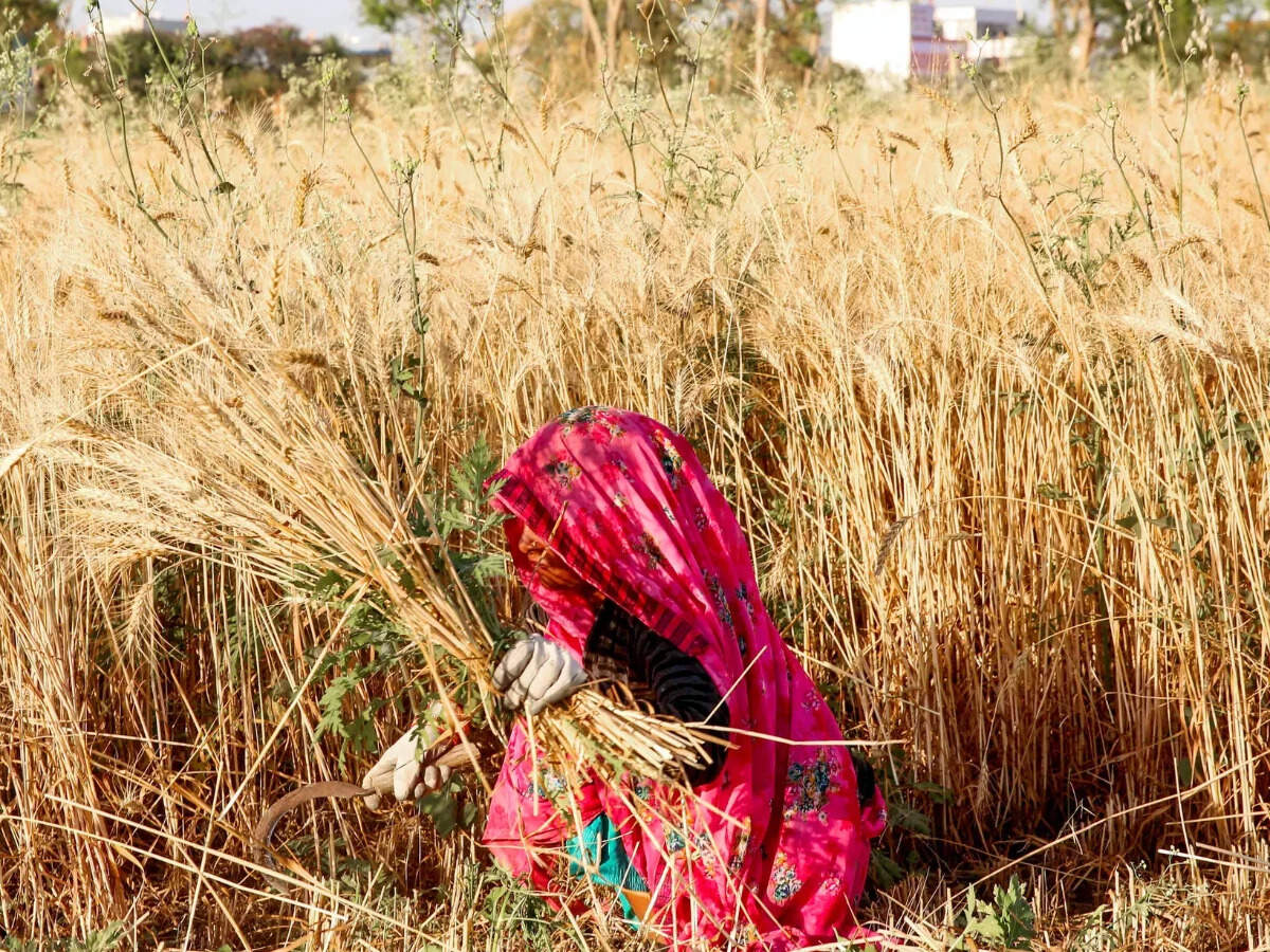 India's wheat output pegged at record 120.21 million tonnes in 2025-26 ...