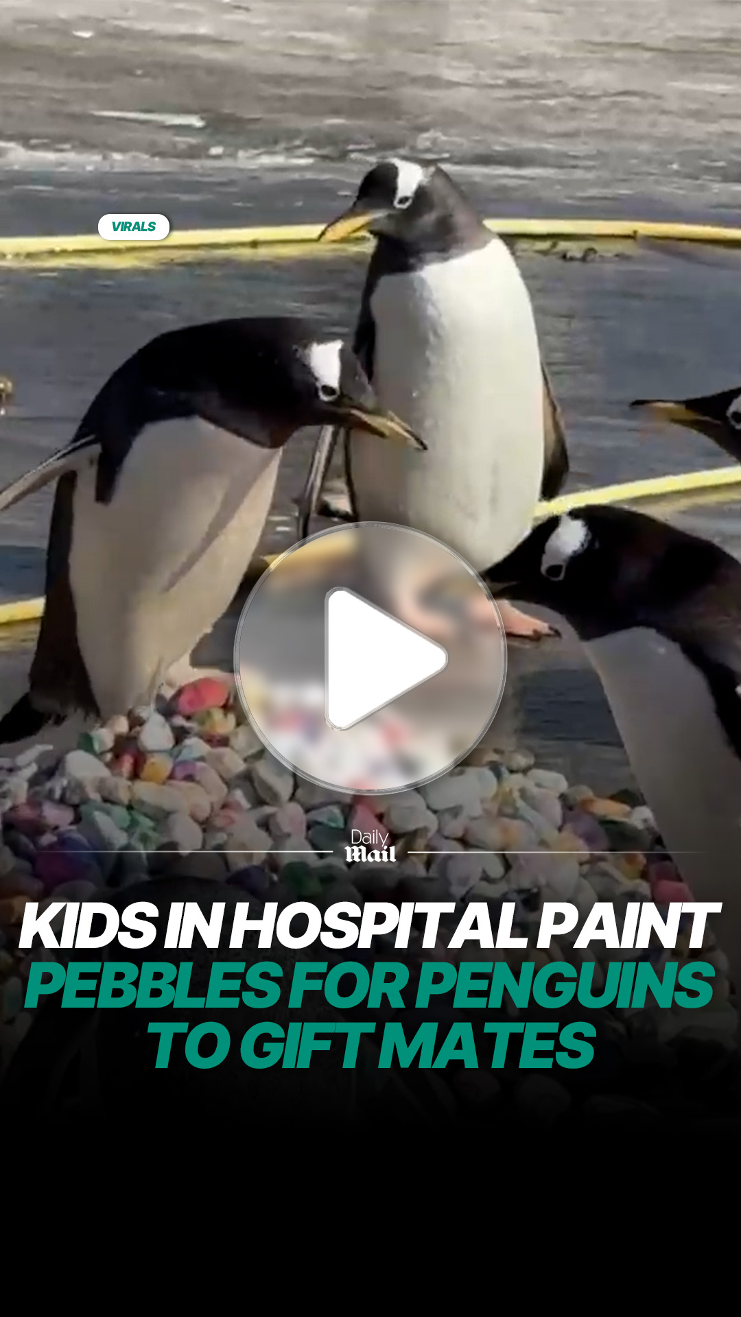 Children paint pebbles to help penguins find mates at Edinburgh Zoo