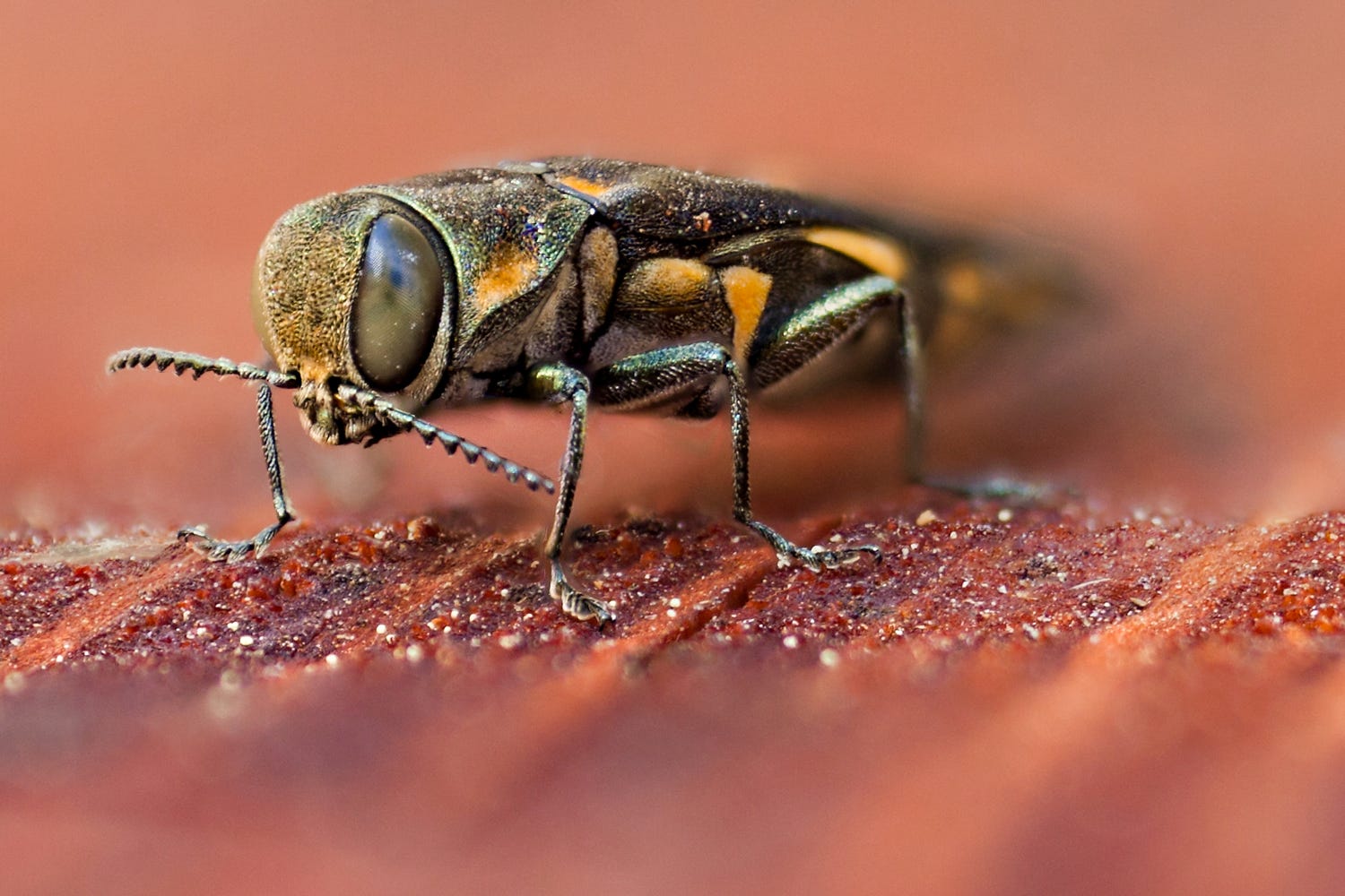 Invasive beetle infests dozens of Ventura County oak trees