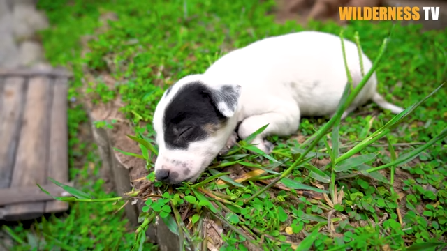Watch weak puppies finally rest in a safe house shelter