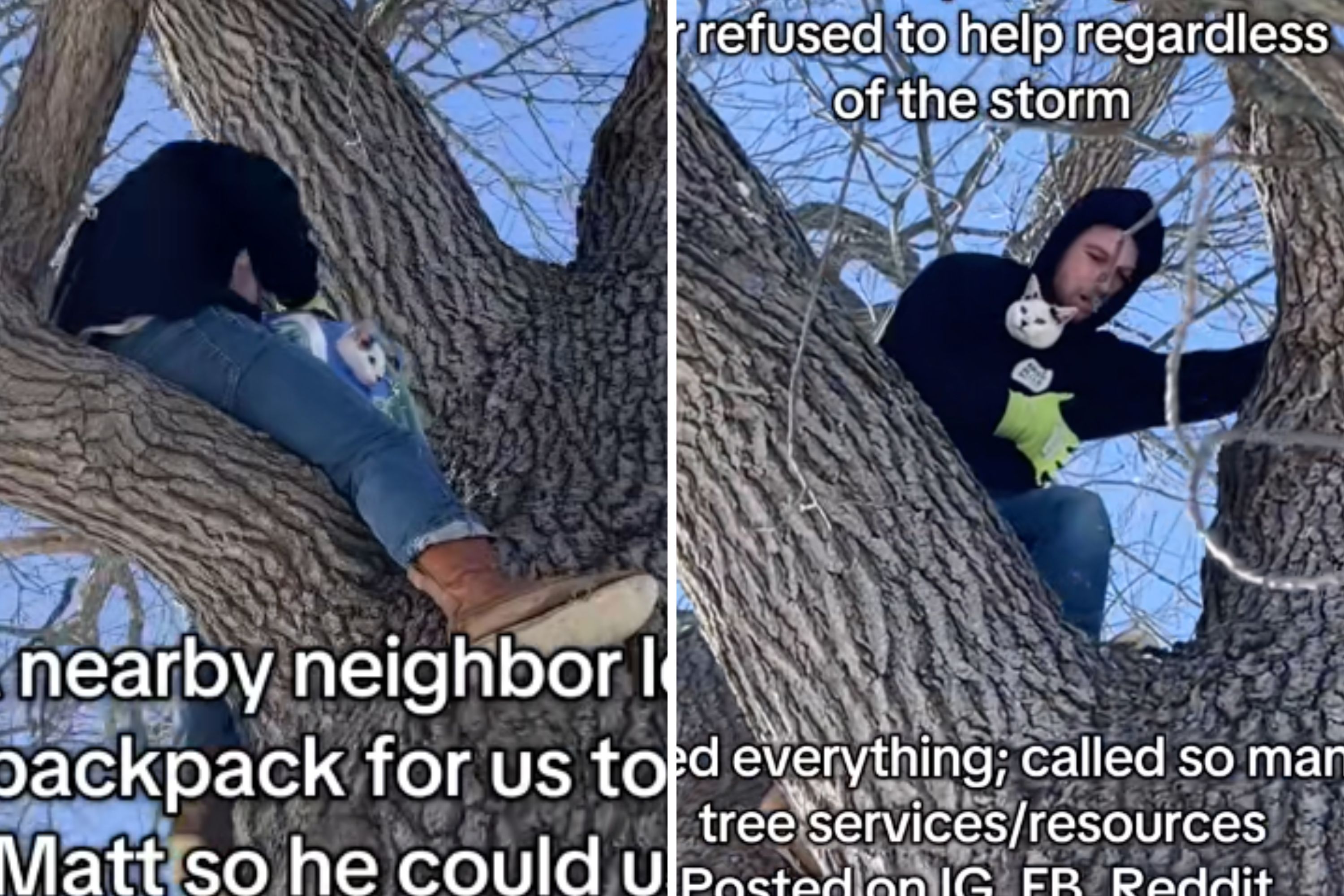 Cat stuck for days 50ft up tree as storm hits—then a kind stranger steps in