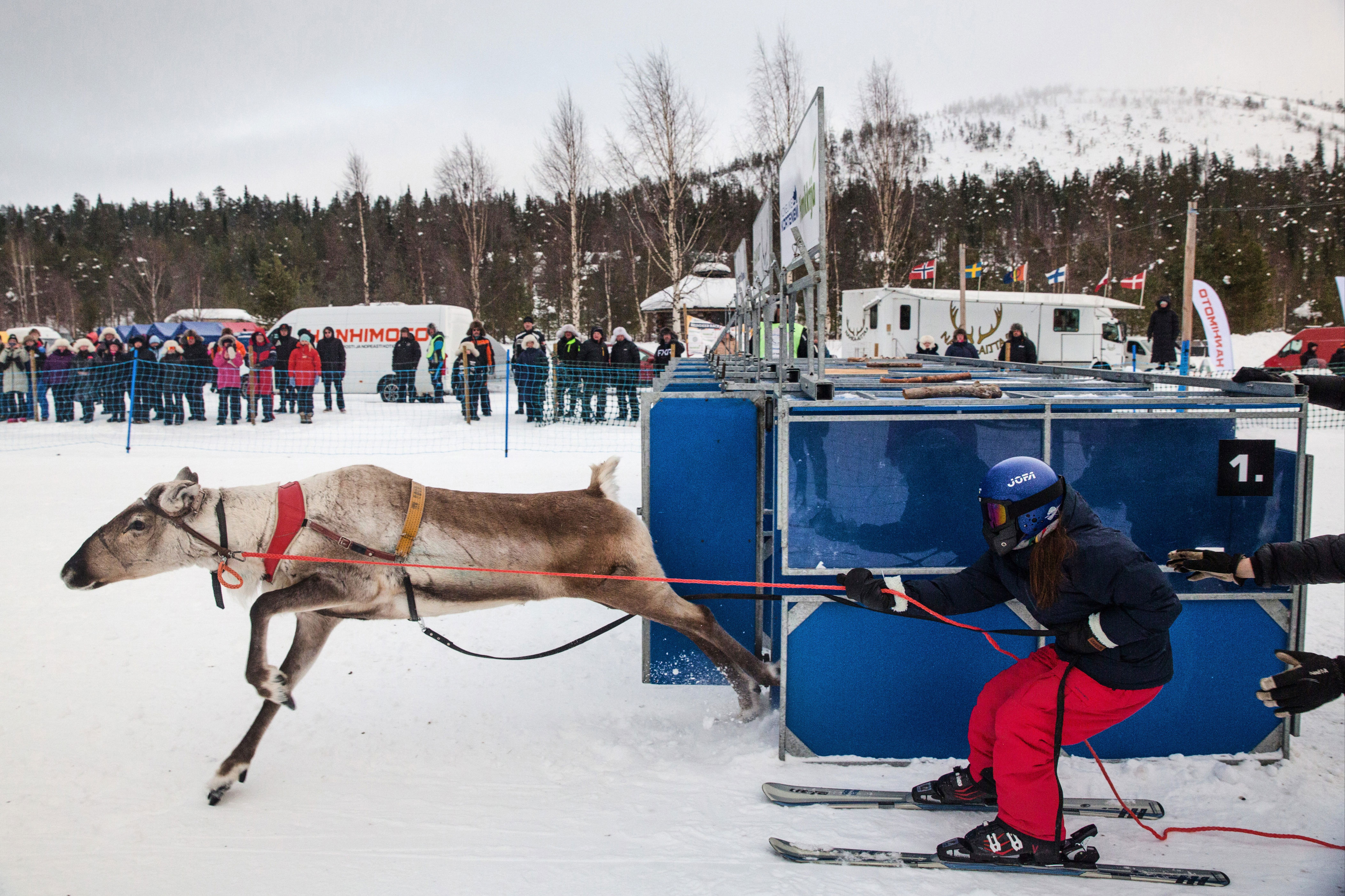 Fans line up in frigid temps for thrilling reindeer racing