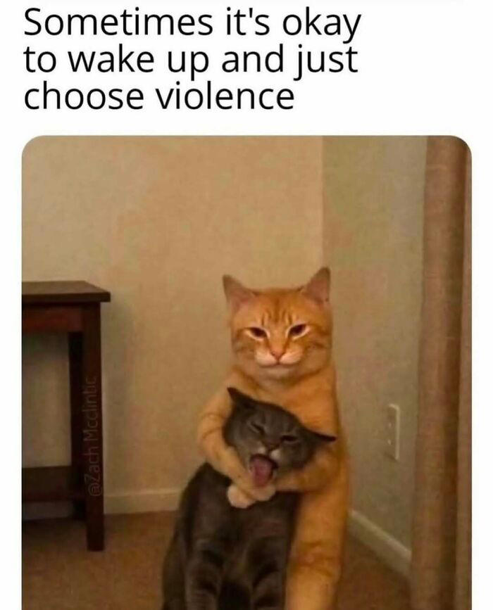 79 cats so ridiculous they became memes