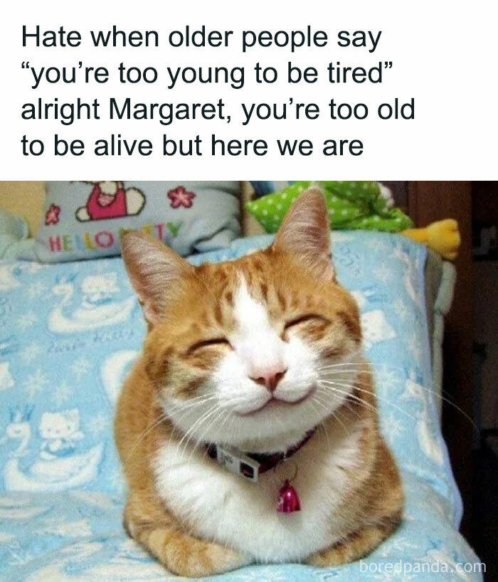 79 cats so ridiculous they became memes