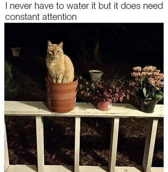 79 cats so ridiculous they became memes