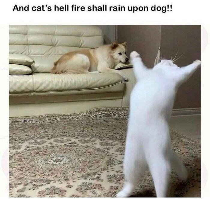 79 cats so ridiculous they became memes