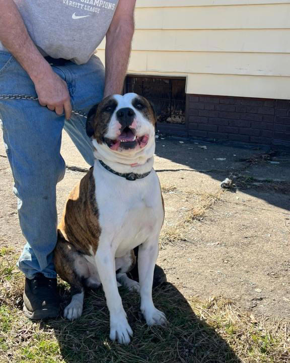 Good boy! Dog saves dog from Cleveland house fire