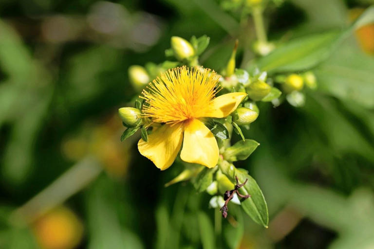 Grow shrubby St. John’s wort for pollinators