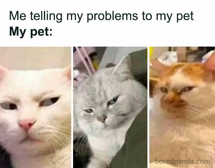79 cats so ridiculous they became memes