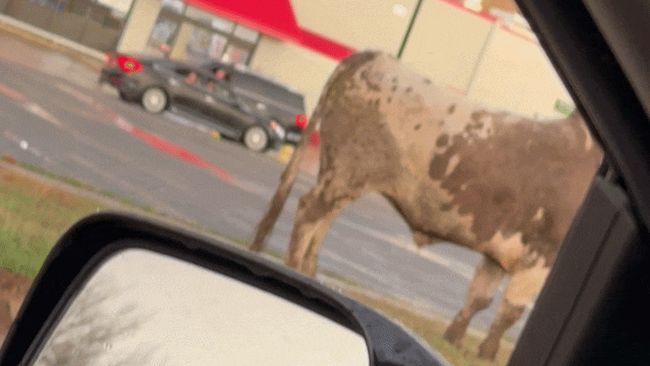 Bull takes on Oklahoma town after breaking loose from trailer