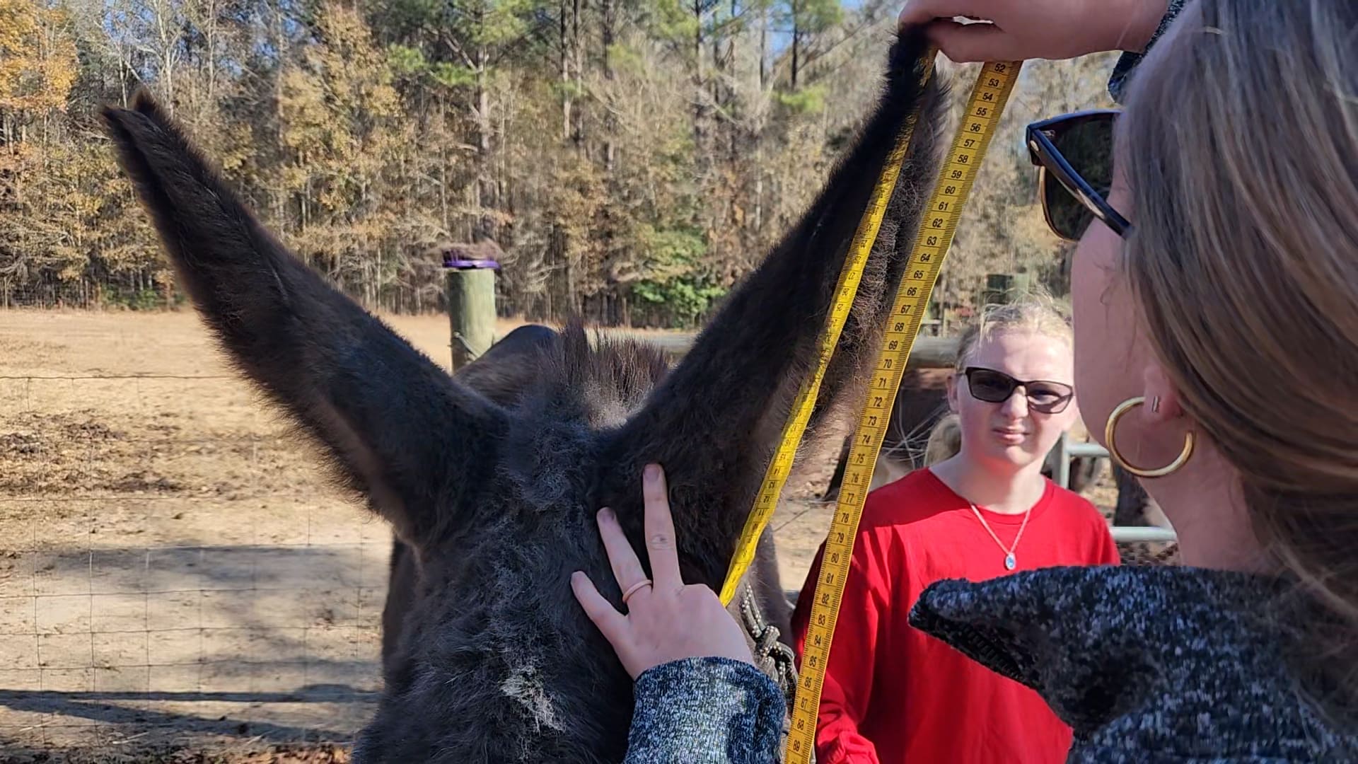 Donkey with the longest ears world record