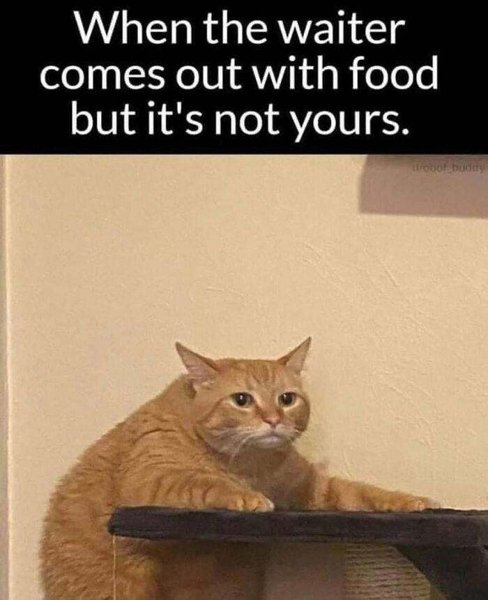 79 cats so ridiculous they became memes