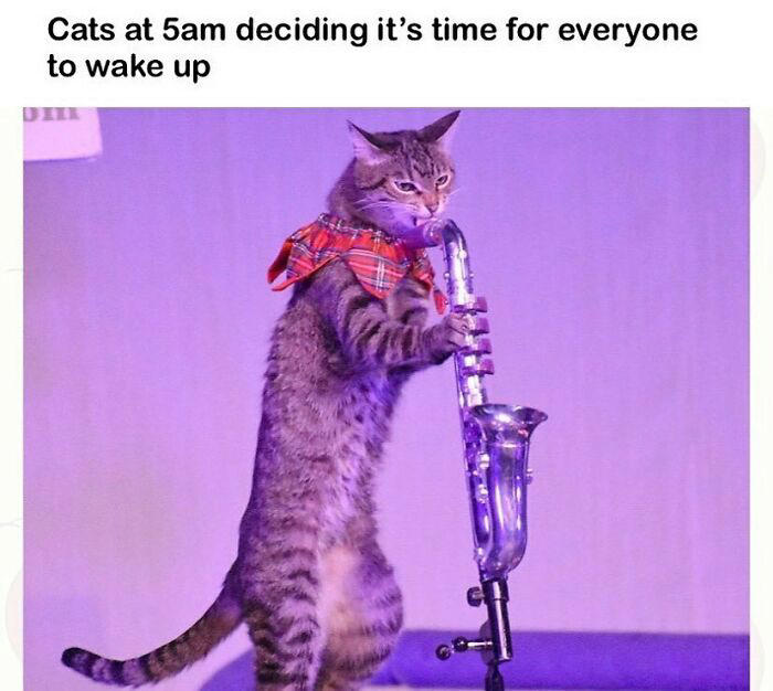 79 cats so ridiculous they became memes