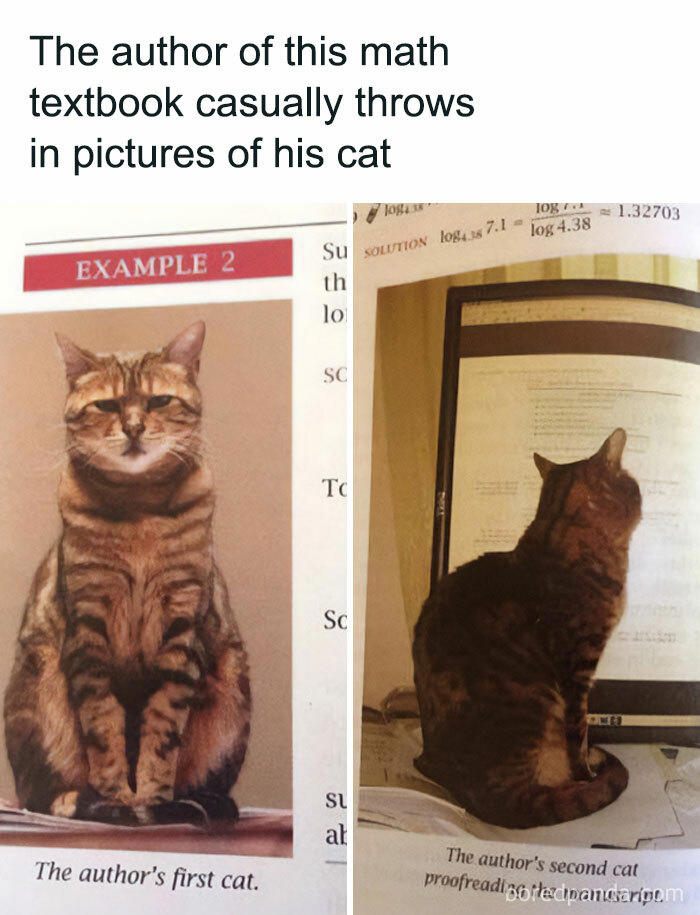 79 cats so ridiculous they became memes