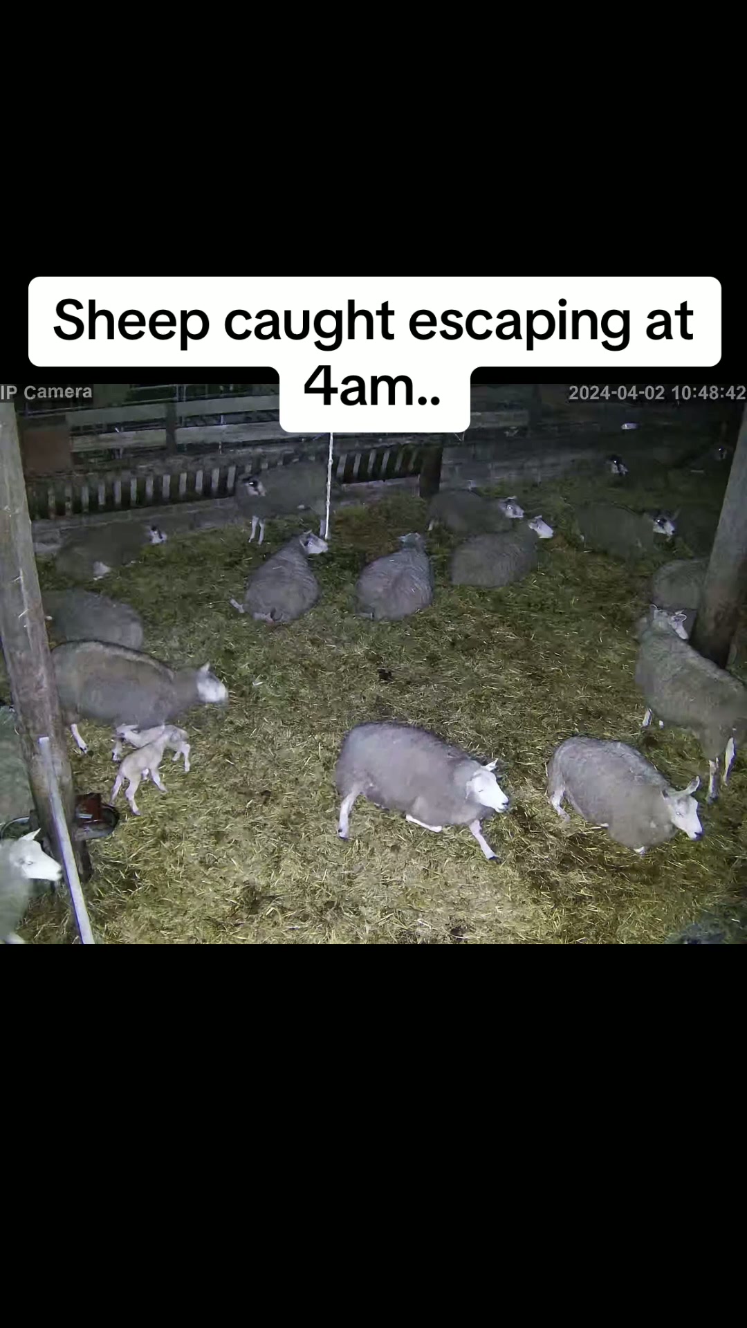 Security camera catches sheep escaping at 4am!