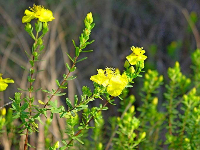 Grow shrubby St. John’s wort for pollinators