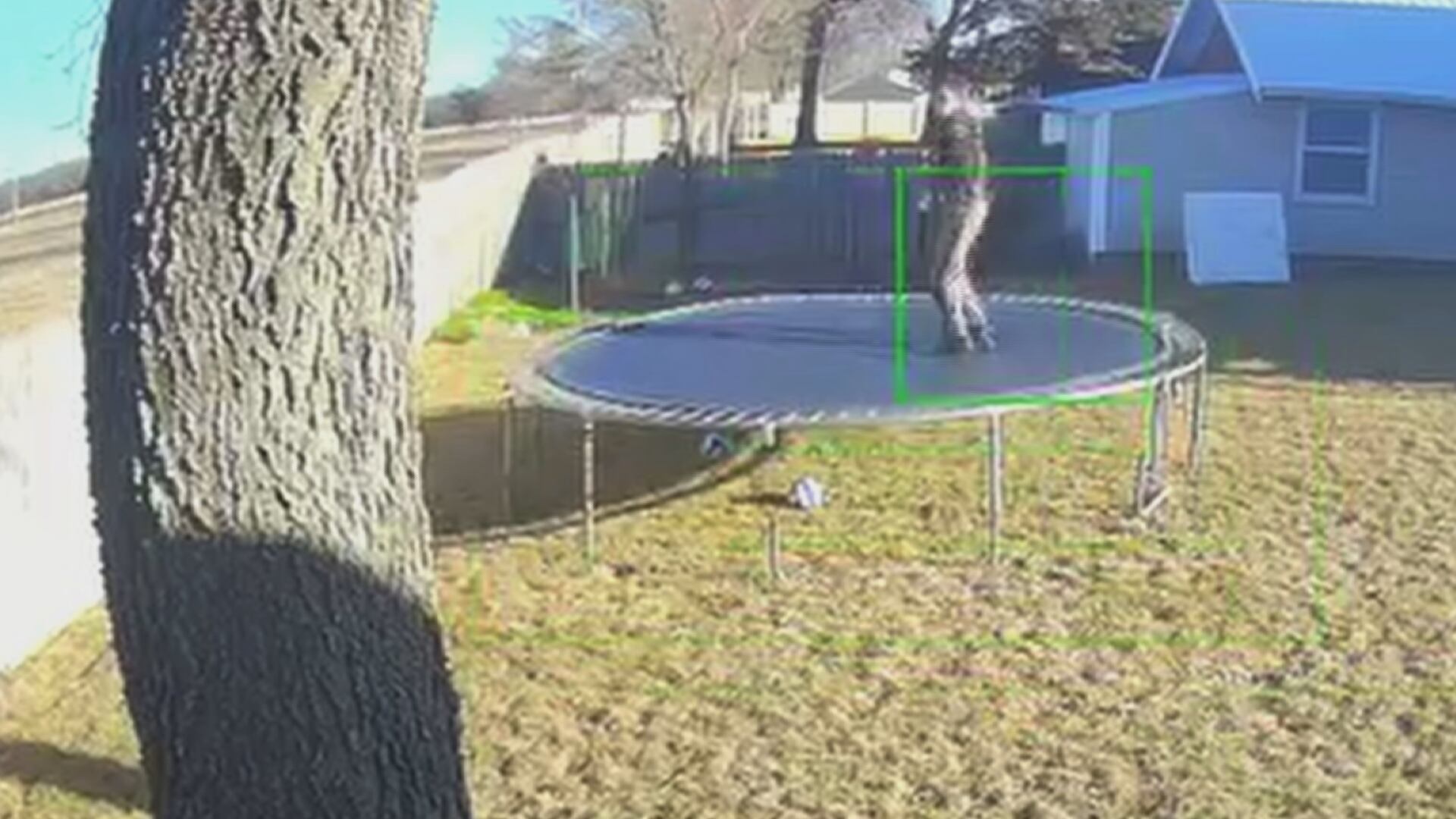 Buffalo County deputy uses backyard trampoline to peek over fence in ...