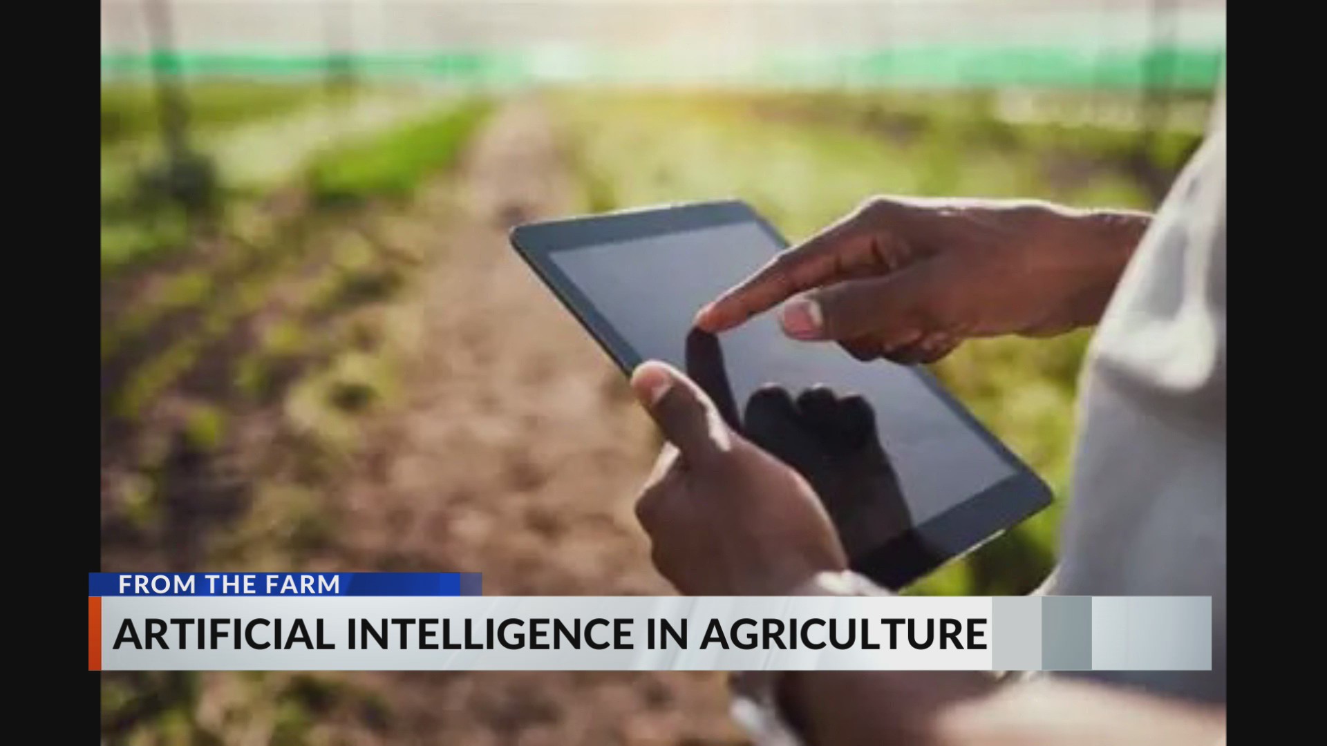From the farm: Artificial intelligence in agriculture