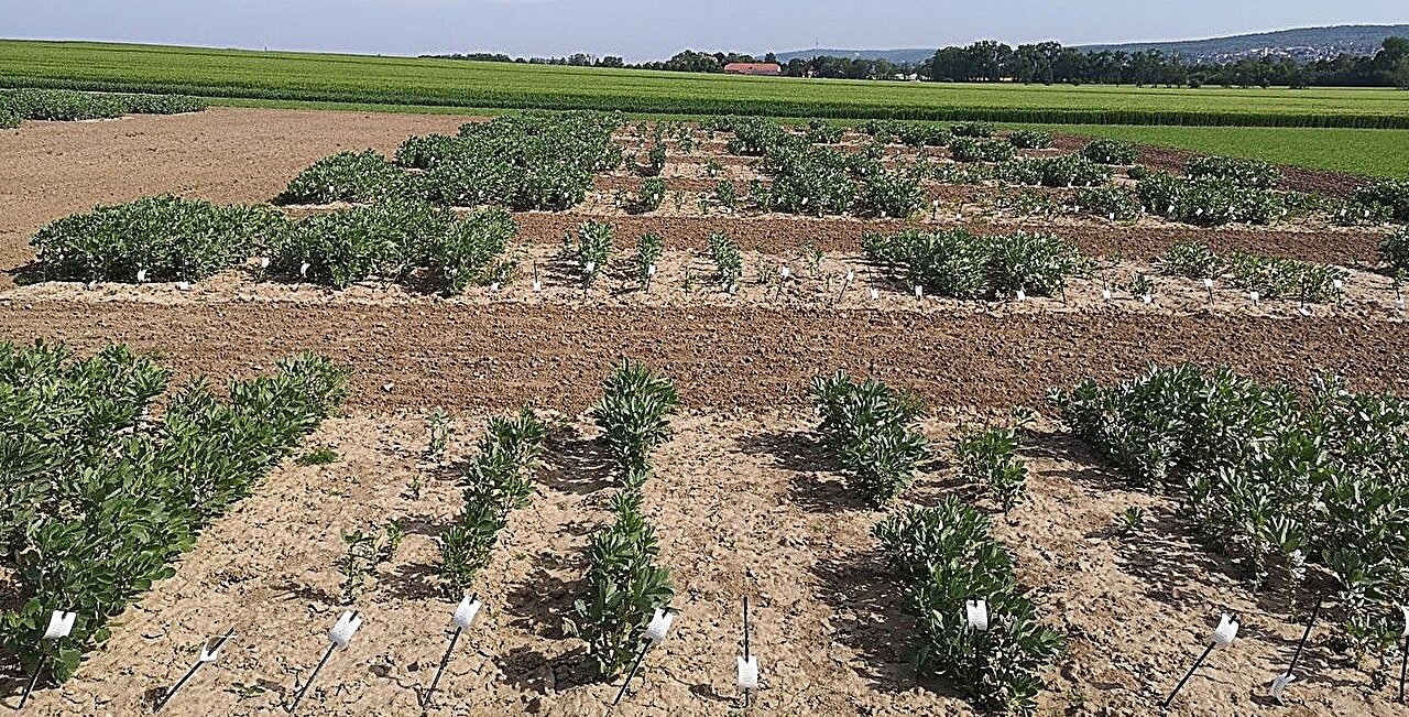 One gene makes the difference: Breeding winter-hardy faba beans