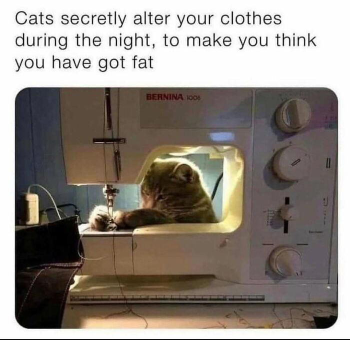79 cats so ridiculous they became memes