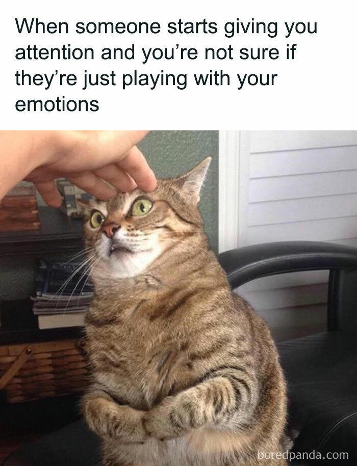 79 cats so ridiculous they became memes