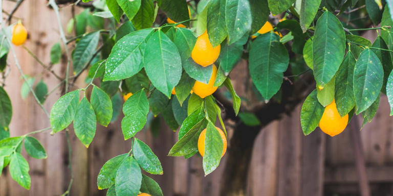 Thinking about a Meyer lemon tree? An expert answers the 3 questions ...