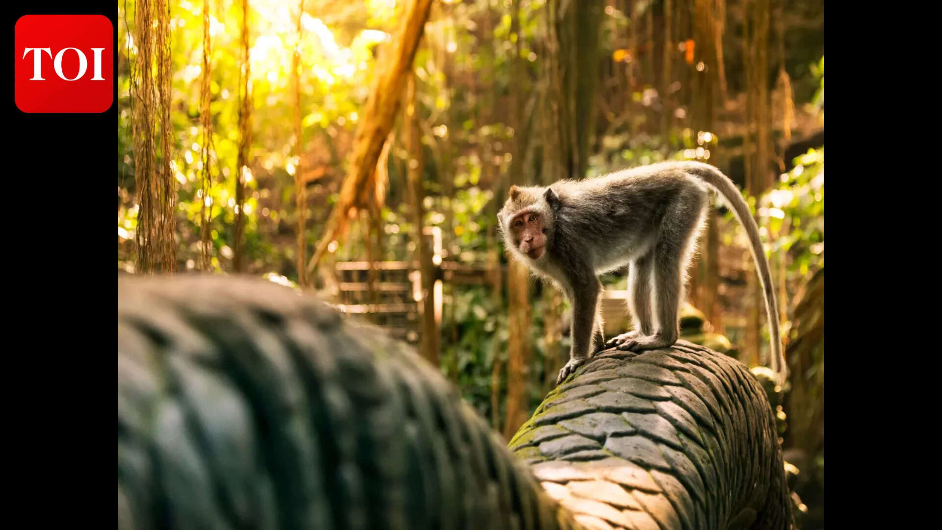 Govt to unveil plan to combat monkey menace: Forest minister