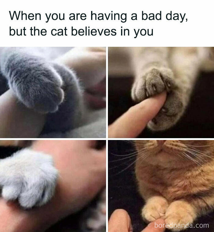 79 cats so ridiculous they became memes