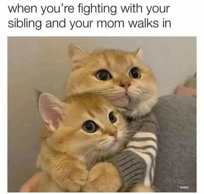 79 cats so ridiculous they became memes
