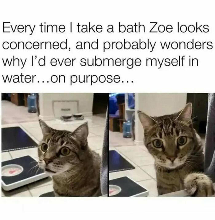 79 cats so ridiculous they became memes