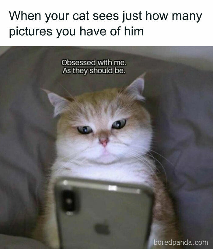 79 cats so ridiculous they became memes