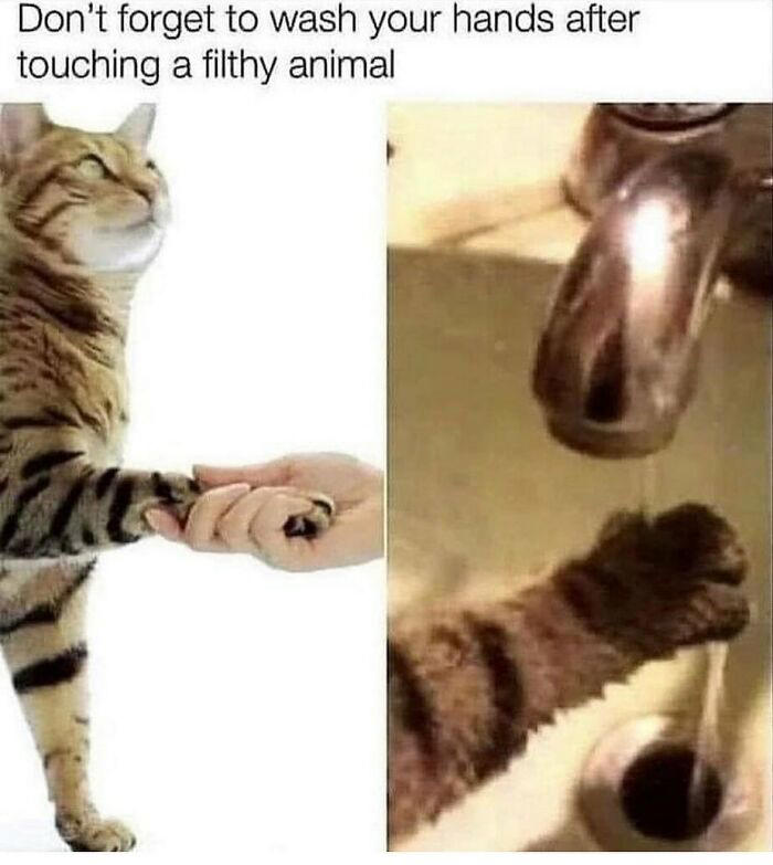 79 cats so ridiculous they became memes