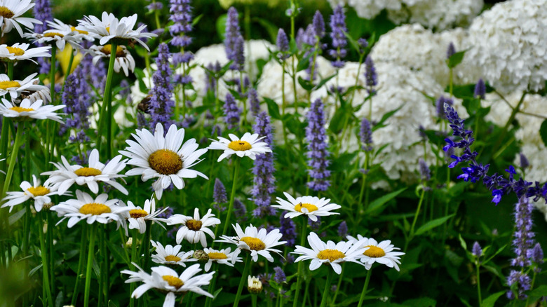 The stunning Shasta daisy variety that produces huge, plentiful blooms
