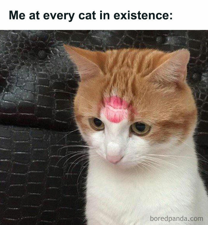 79 cats so ridiculous they became memes