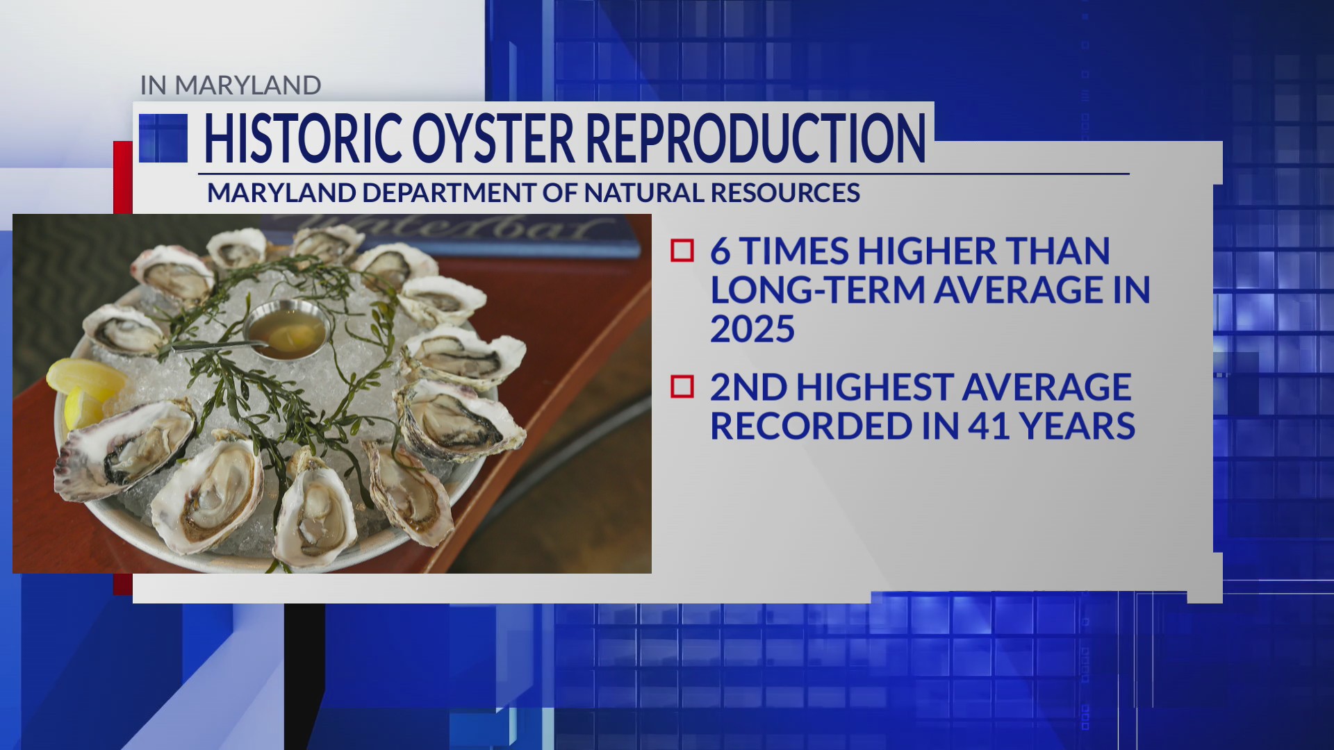 Historic oyster reproduction in Maryland