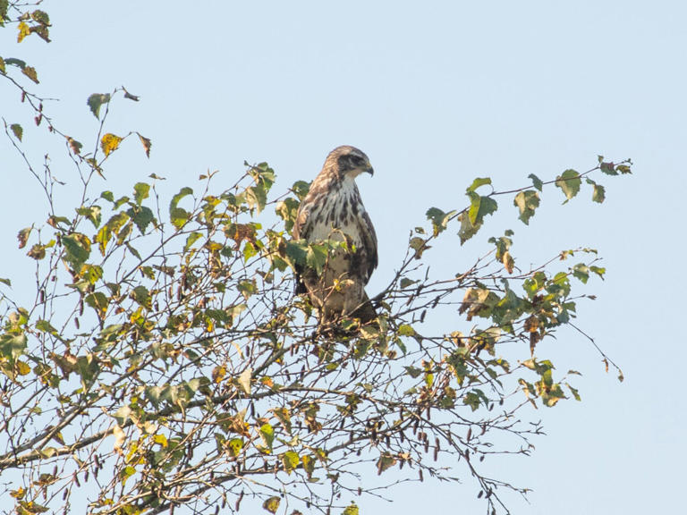 Europe's buzzards are losing their color diversity, citizen science reveals