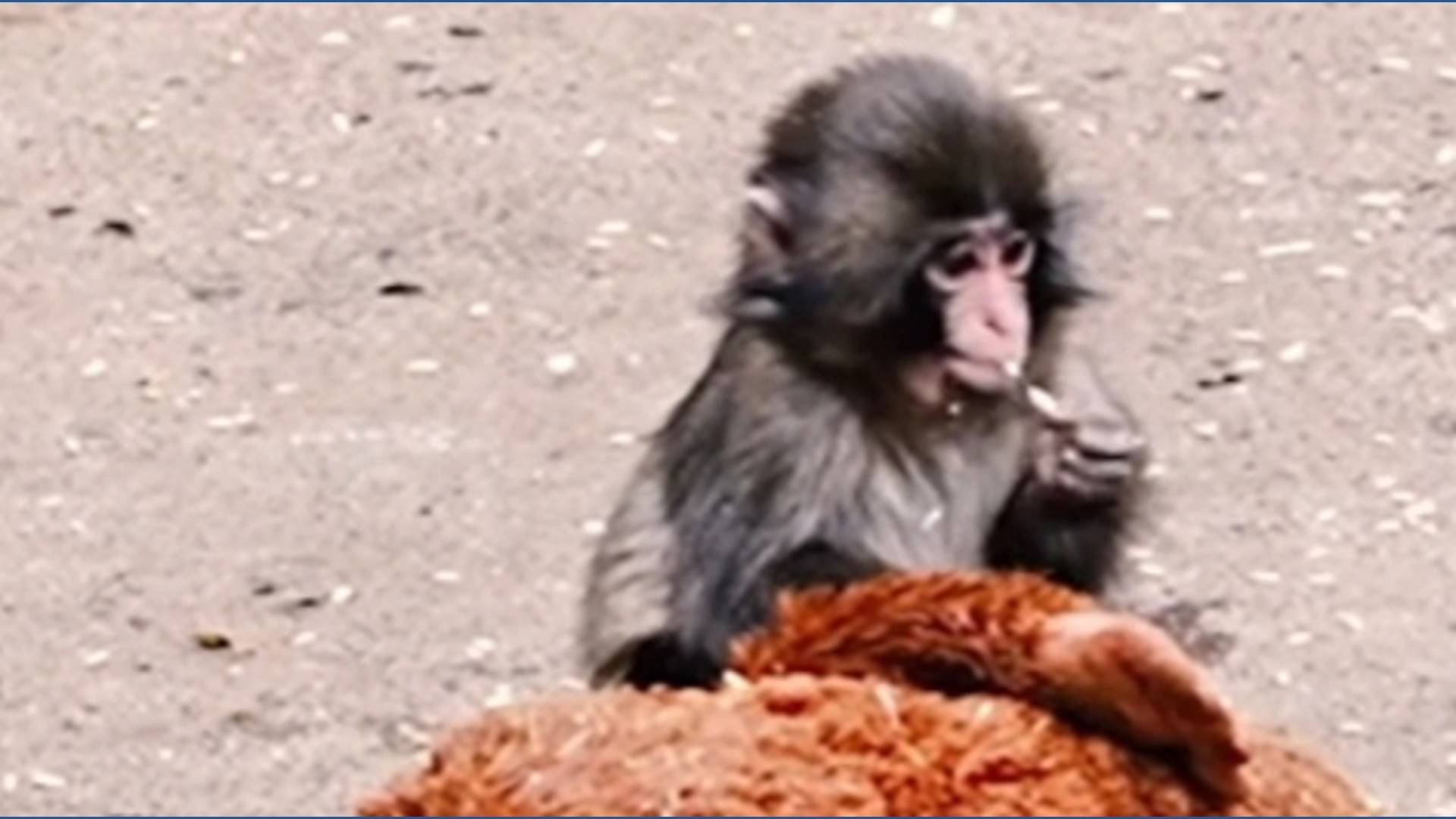 Update on Punch the Monkey