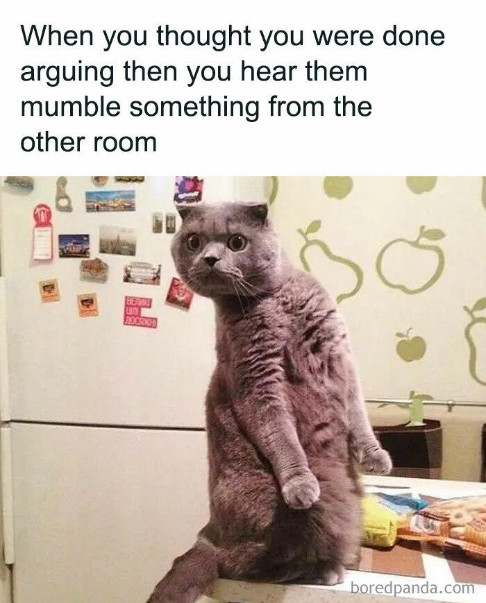 79 cats so ridiculous they became memes