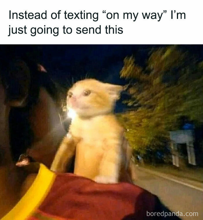 79 cats so ridiculous they became memes