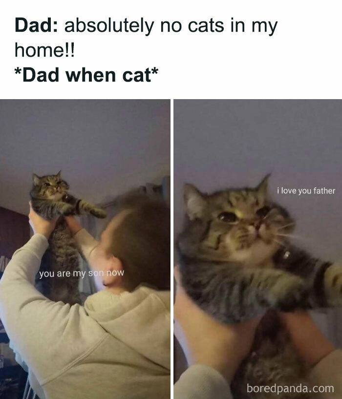 79 cats so ridiculous they became memes