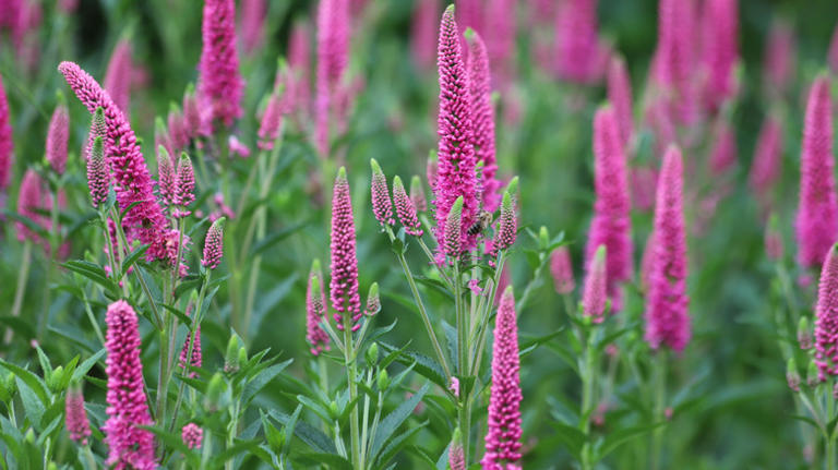 The spiky flowered plant hummingbirds can't resist