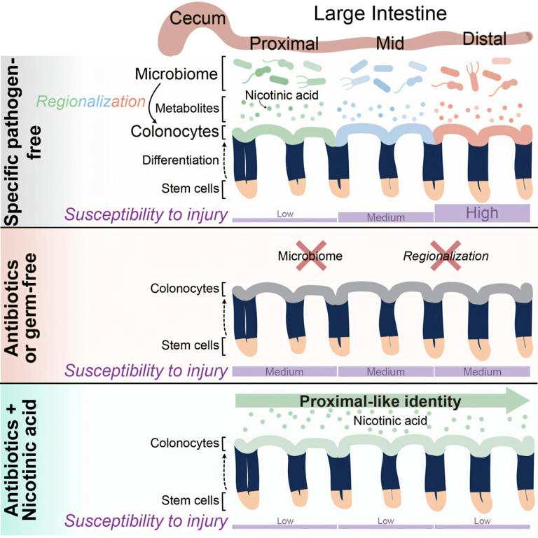 Gut bacteria drive process that protects colon tissue, study shows